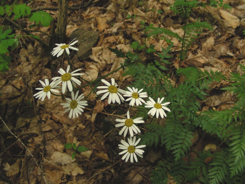 Tanacetum corymbosum / Erba-amara dei boschi